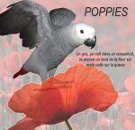 Filename=Poppies.jpg
Filesize=48KB
Dimensions=500x480
Date added=Feb 13, 2007 Poppies.jpg